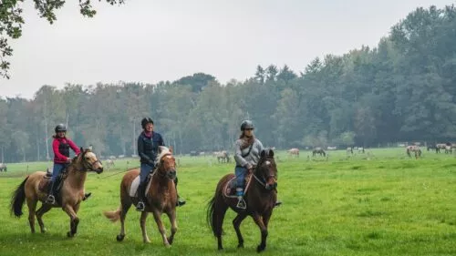 campingplatz-brockmuehle-ausritt-11