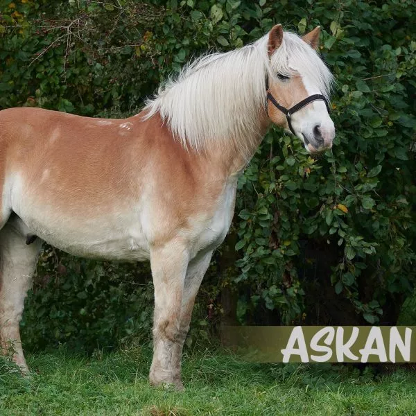 Askan_Reitkarte_068