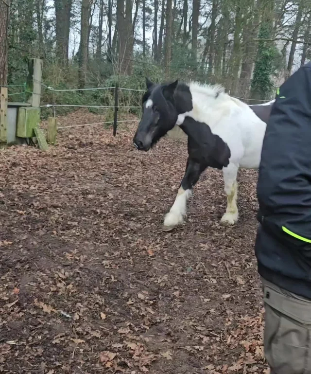Der Weihnachtsmann hat uns ein neues Pony mitgebracht!

Charly, ein 10 jähriger super lieber und kuscheliger Wallach.
Ca 1,40m also etwas kleiner als Topur. Super brav geritten.
Jetzt darf er sich in Ruhe eingewöhnen.
Übrigens...in 3 Monaten sind schon Osterferien!  Ich freue mich riesig wenn es wieder losgeht mit allen Pferden und ganz vielen großen und kleinen Reitern!!
