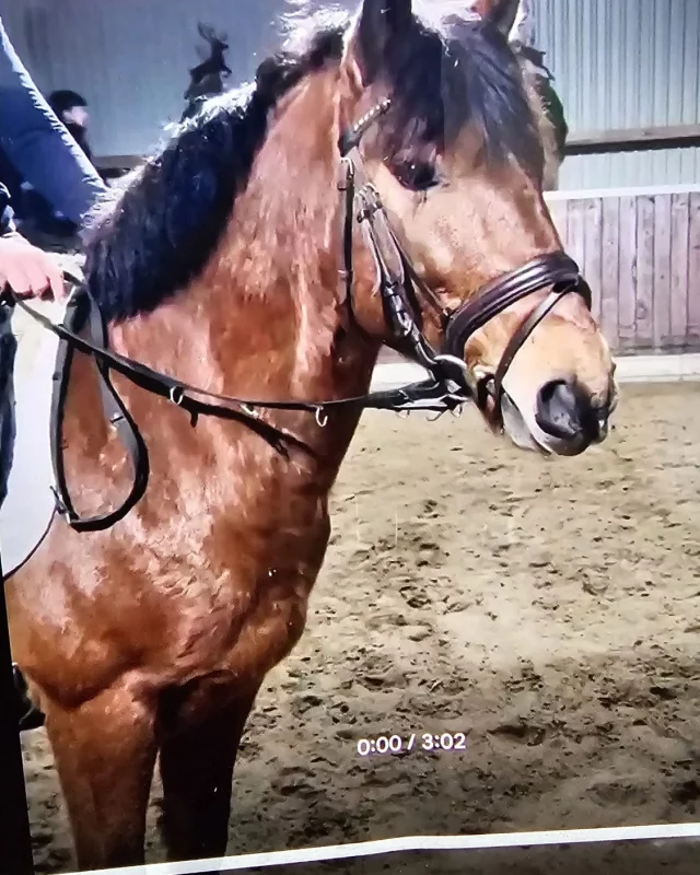 Muffin.
147
8 Jahre
Brav geritten
Die Geräusche auf dem Video ( unten) stammen aus der Reithalle in der Muffin beim Vorbesitzer geritten wurde.