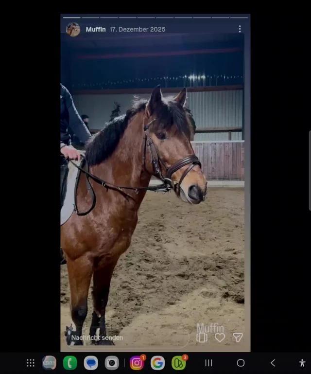 Herzlich Willkommen bei uns  MUFFIN
Da sich Twix an der Beugesehne verletzt hat und ich ihn deshalb in gute Hände als unreitbar abgeben musste ist hier nun Muffin für ihn eingesprungen.
Wir sind gespannt!
Jetzt hat er erstmal Zeit sich einzugewöhnen