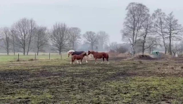 Und der letzte Neuzugang für dieses Frühjahr:
Askan wurde in seinen wohlverdienten Ruhestand geschickt und Monty nimmt seinen Platz ein.
160m
13 Jahre
❤️ lich Willkommen bei uns Monty.